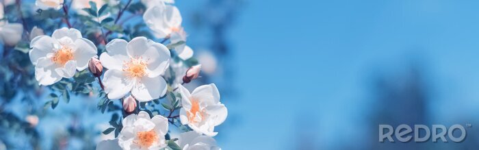 Poster Close-up van een lentetak met bloemen