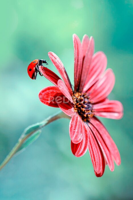 Poster Close-up van een lieveheersbeestje op een rode bloem