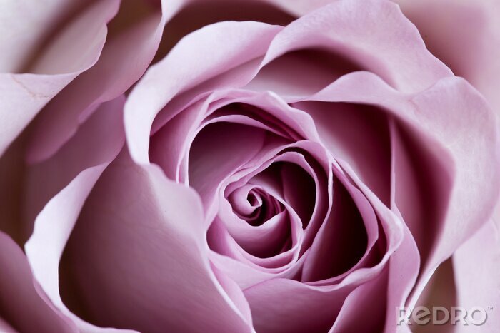 Poster Close-up van een paarse roos