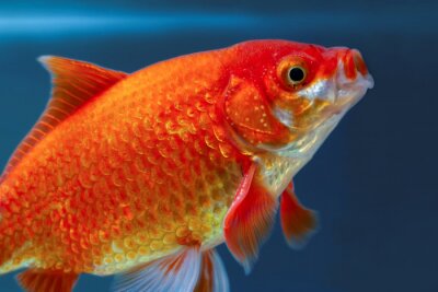 Close-up van een rode vis