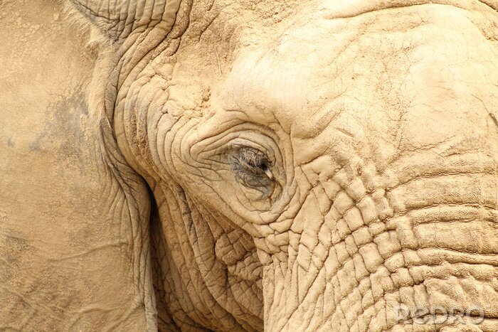 Poster Close-up van het oog van een olifant
