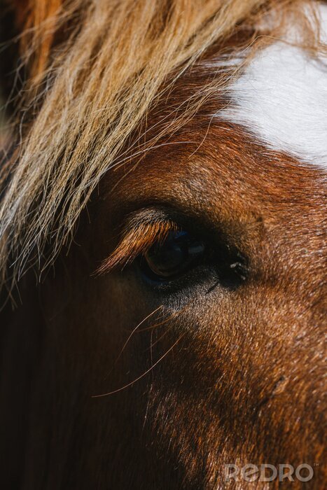 Poster Close-up van het oog van een paard