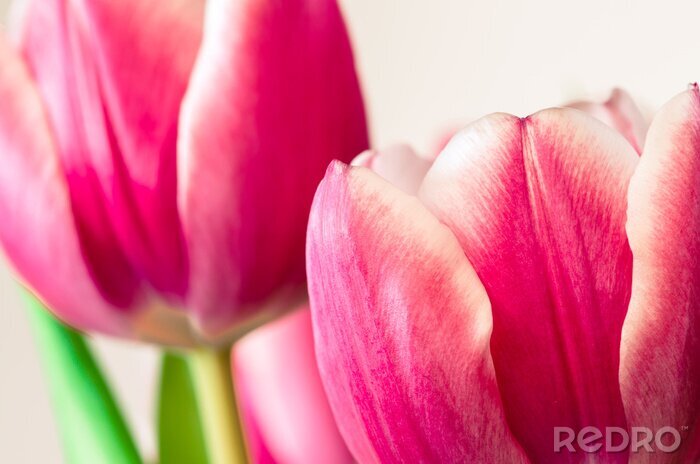 Poster Close-up van roze tulpen