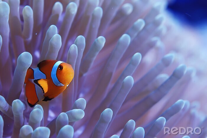 Poster clown fish coral reef / macro underwater scene, view of coral fish, underwater diving