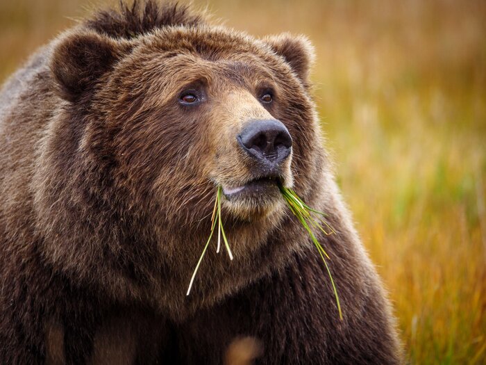 Poster Coastal brown bear, also known as Grizzly Bear (Ursus Arctos). South Central Alaska. United States of America (USA).