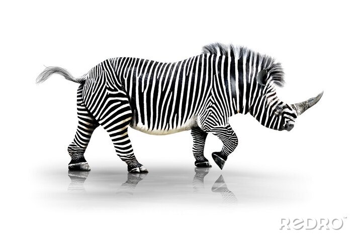 Poster Combinatie van een zebra en een neushoorn