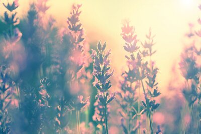 Computerbloemen in roze kleuren