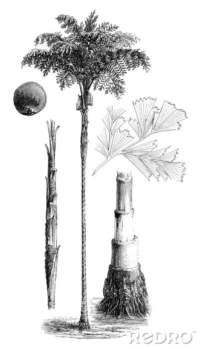 Poster Constructie van een illustratie van een palmboom uit een atlas