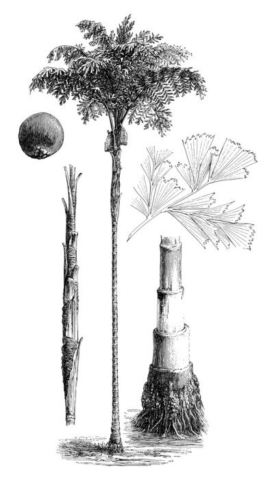Poster Constructie van een illustratie van een palmboom uit een atlas