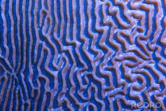 Poster coral reef macro / texture, abstract marine ecosystem background on a coral reef