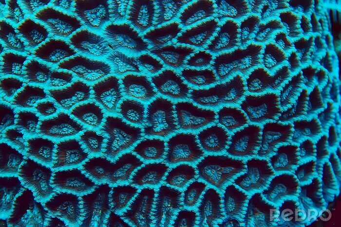 Poster coral reef macro / texture, abstract marine ecosystem background on a coral reef