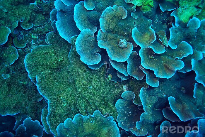 Poster coral reef macro / texture, abstract marine ecosystem background on a coral reef