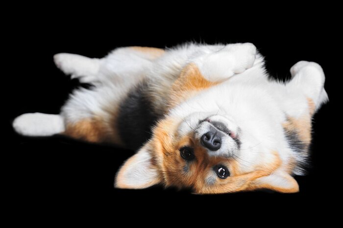 Poster Corgi-hond die op zijn rug ligt