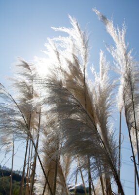 Poster Cortaderia selloana, commonly known as pampas grass grows in a yorkshire (uk) garden in spring.