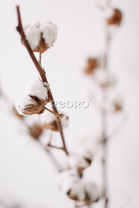 Poster Cotton branch on white background. Dried fluffy cotton flowers, flat lay. Background with text space