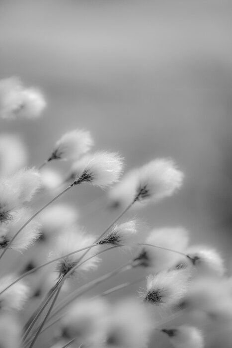 Poster Cotton Grass