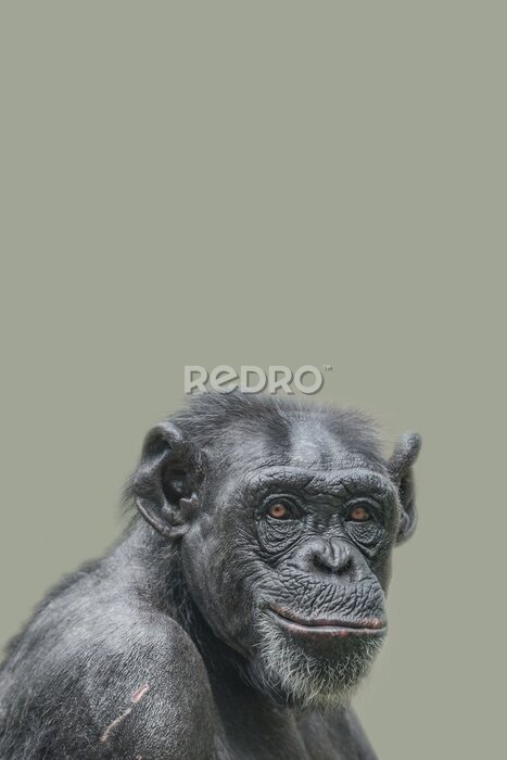 Poster Cover page with a portrait of a happy adult Chimpanzee, smiling and thinking, closeup, details with copy space and solid background. Concept biodiversity and wildlife conservation.