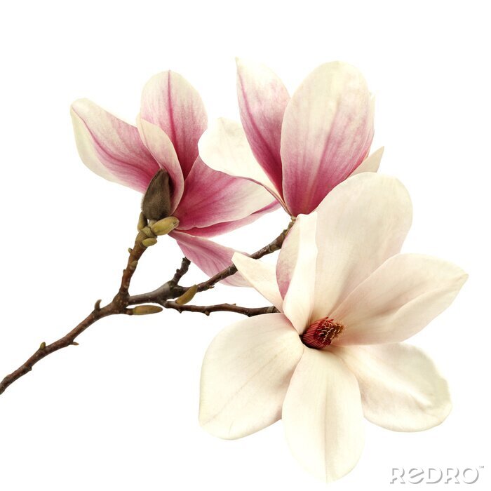 Poster Crèmekleurige en roze magnolia's