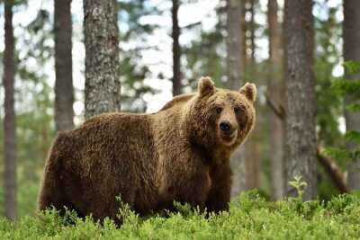 Poster cute brown bear in forest. bear in forest landscape.