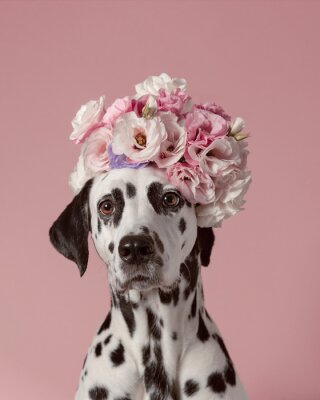 Poster Dalmatische hond met bloemen