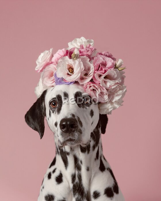 Poster Dalmatische hond met bloemen
