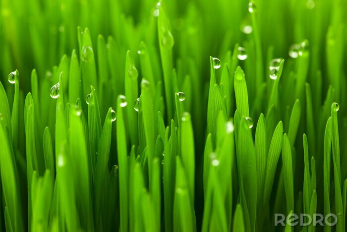 Poster Dauw op de grassprieten