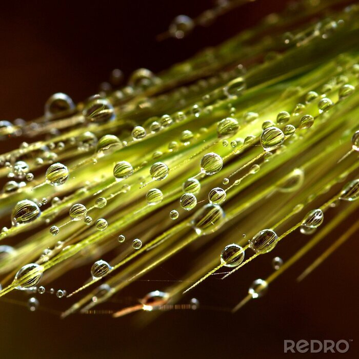 Poster Dauwdruppels op een natuurlijk motief