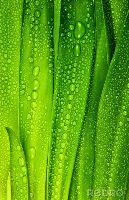 Poster Dauwdruppels op groen gras