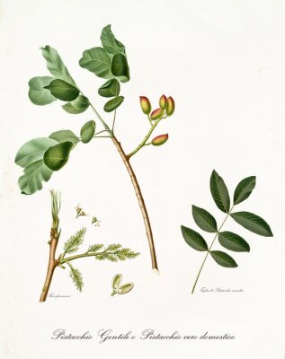 Poster De aard en plantkunde van de geïllustreerde pistache