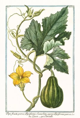 Poster De aard en plantkunde van een groeiende pompoen