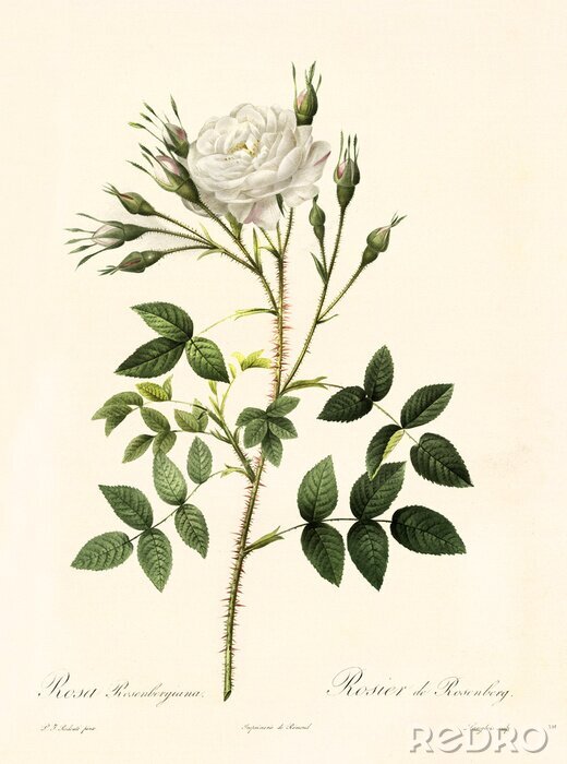 Poster De aard van de bloei van de witte roos