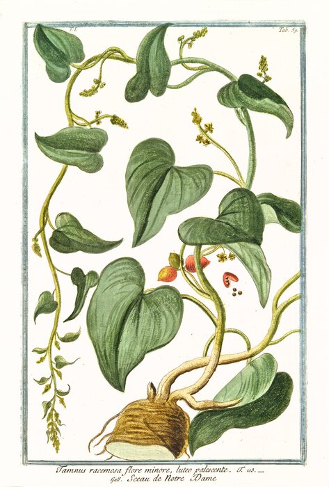 Poster De aard van de ontwikkeling van zwarte winde