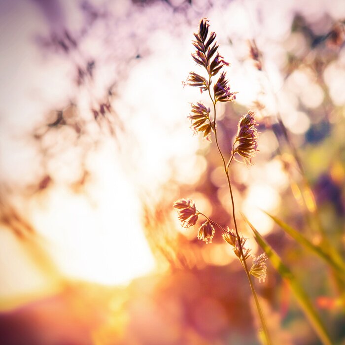 Poster De aard van de stralen die het takje verlichten