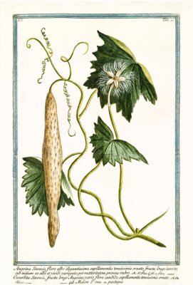 Poster De aard van de tropische gurdlina