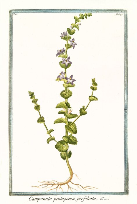 Poster De aard van een bloeiende crossover