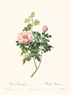 Poster De aard van een zich ontwikkelende roos op een takje