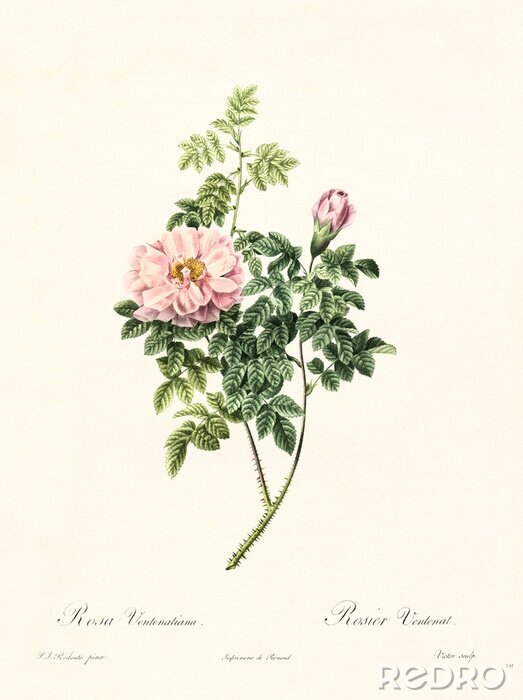 Poster De aard van een zich ontwikkelende roos op een takje