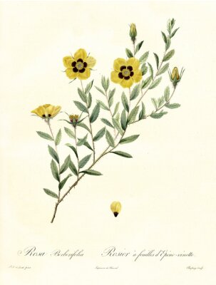 Poster De aard van gele bloemen op twijgen