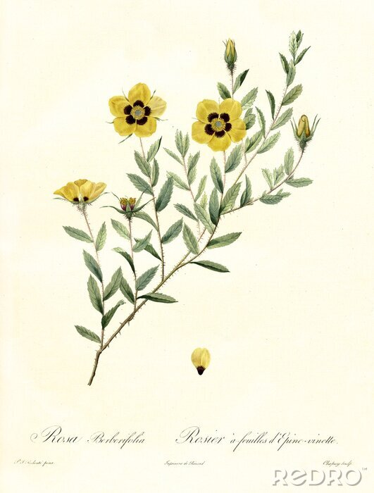 Poster De aard van gele bloemen op twijgen