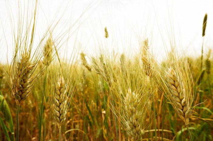 Poster De aard van weilanden vol tarwe