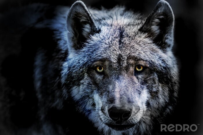 Poster De doordringende blik van een wolf