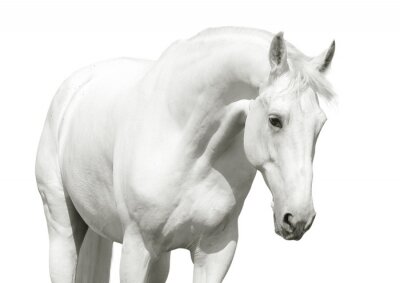 De figuur van een wit paard
