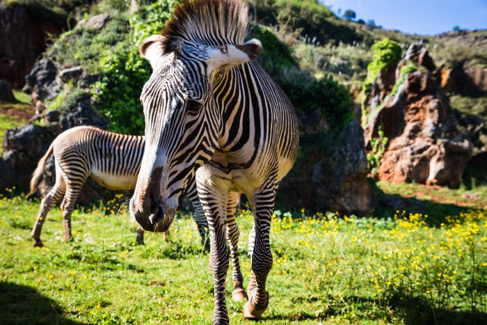 Poster De Grevy s zebra (Equus grevyi), ook wel bekend als de imperia