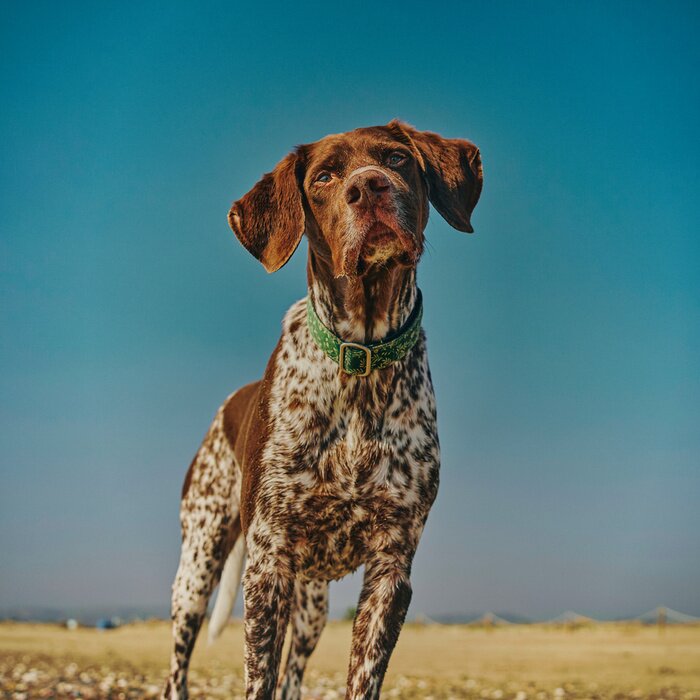 Poster De hond uitlaten op een zonnige dag