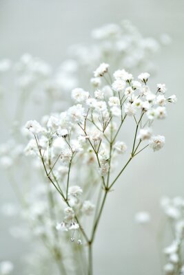 Poster de kleine witte bloemen van gypsophila. bruiloft stijl