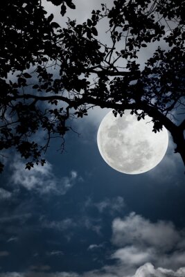 Poster De maan die achter een boom vandaan komt