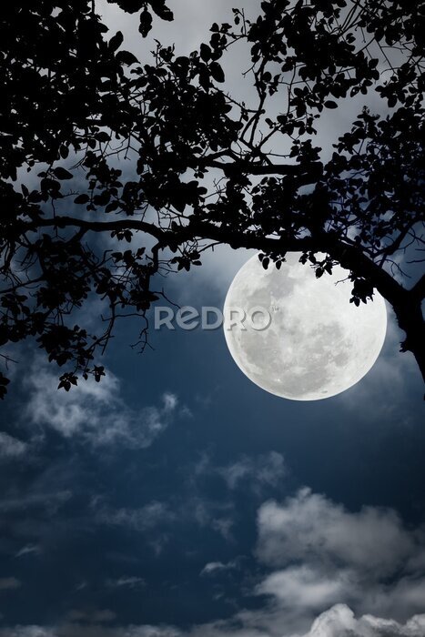 Poster De maan die achter een boom vandaan komt