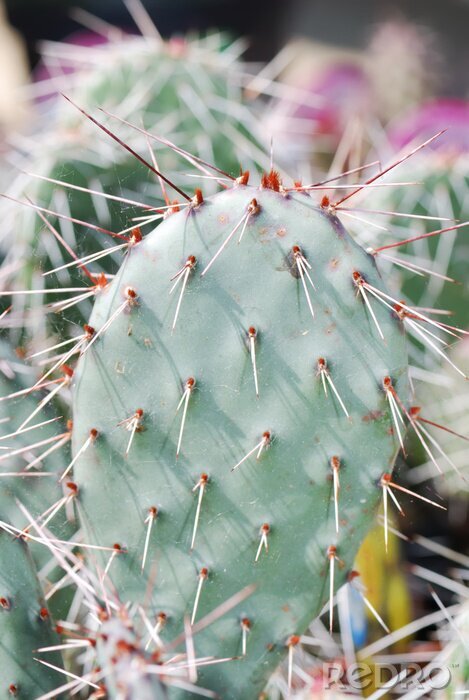 Poster De natuur als cactus
