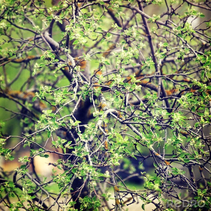 Poster De natuur als groene boom
