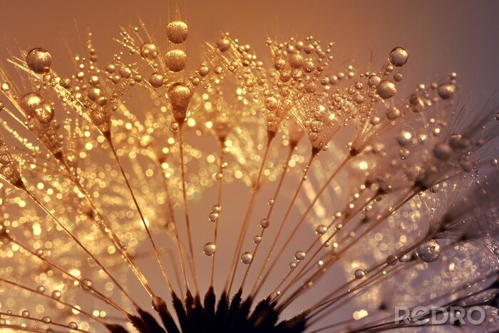 Poster De natuur in close-up
